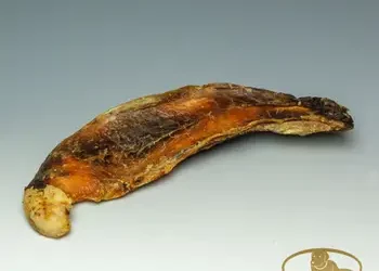 Scapula bovin