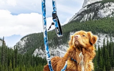 Laisse Rocky Mountain